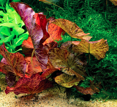 Нимфея Тигровая, шт